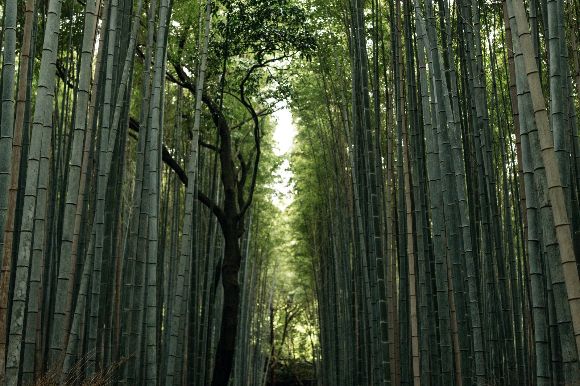 A path through a tall bamboo grove